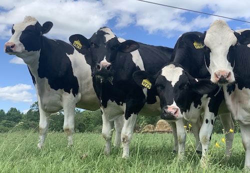 Photo of cows on Blake's farm