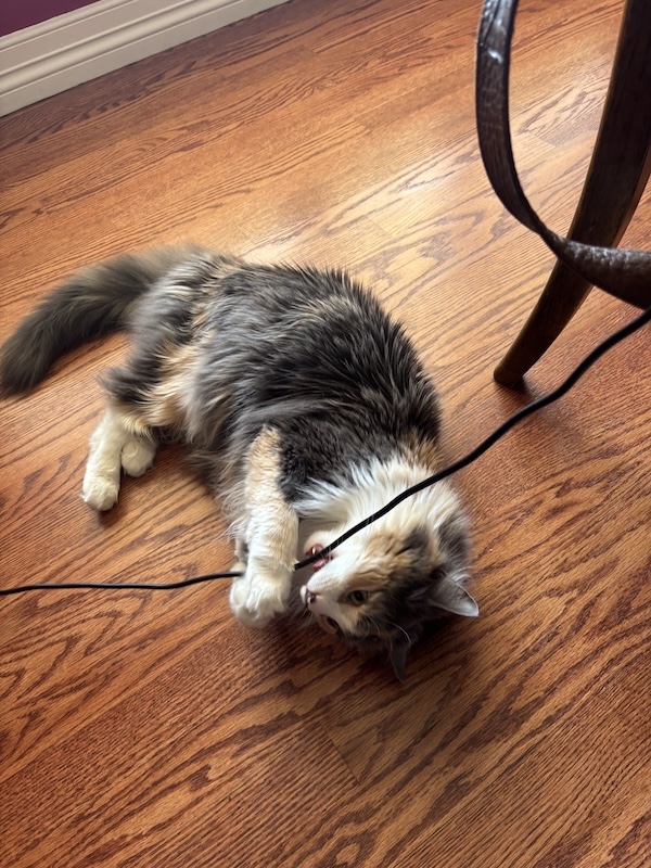Beezus chewing a wire