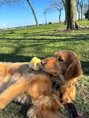 Pebbles with a baby duck.