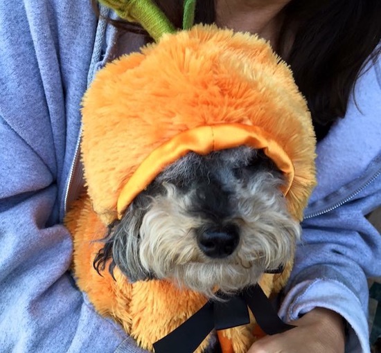 Zoey, Susan's dog, getting ready to campaign for Susan in costume dressed as a pumpkin