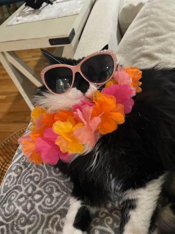 Pic: Kronos, Callie's cat in sunglasses, Caption: Summer Vibes