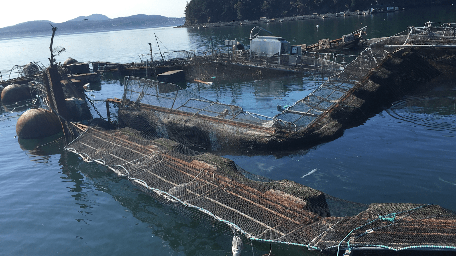 Cypress Island net pen collapse